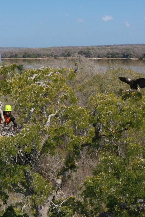 Fish Eagles of Madagascar постер