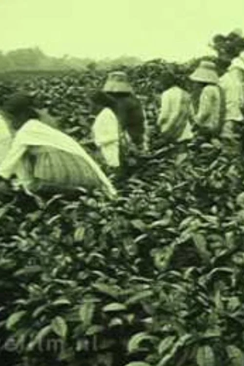Thee-onderneming van de 'N.V. Het Nederlandsch Ind. Landsyndicaat' Pematang Siantar S.O.K. постер