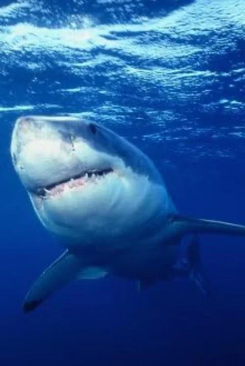 Great White Shark - The Silent Stalker постер