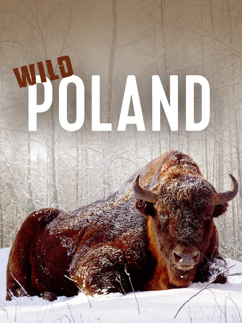 Wild Poland постер
