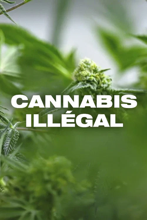 Cannabis illégal постер