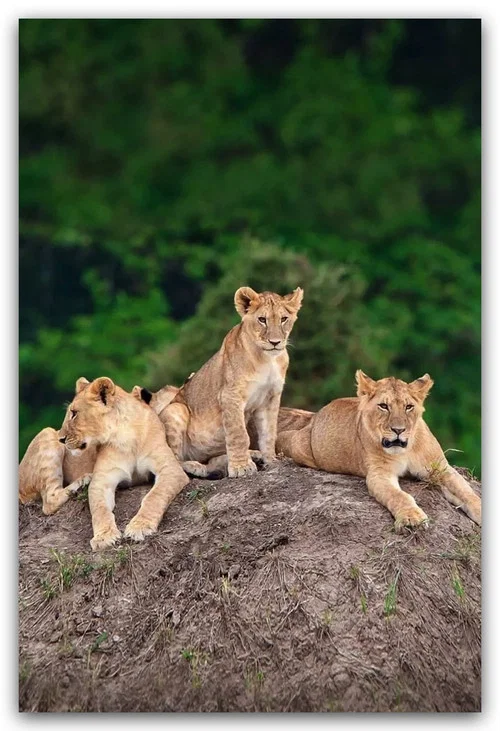 Little Big Cat постер