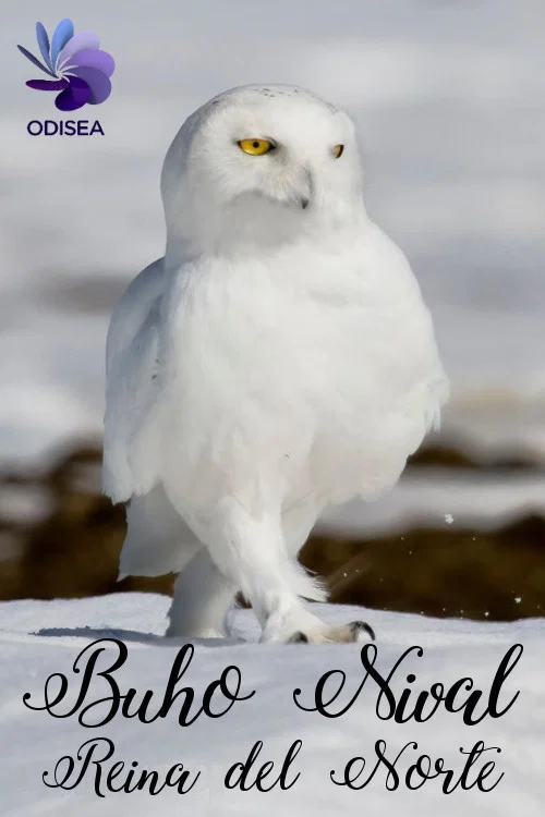 Snowy Owl, queen of the North постер
