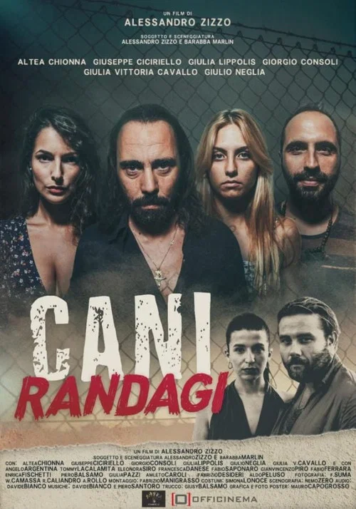 Cani randagi постер