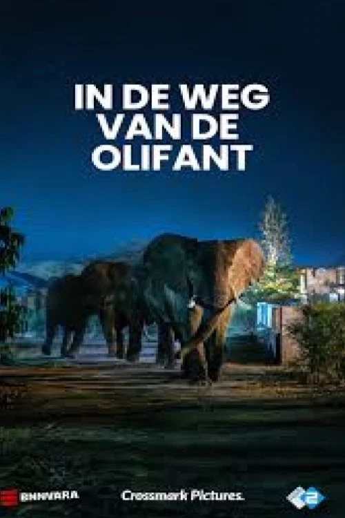 In de weg van de olifant постер