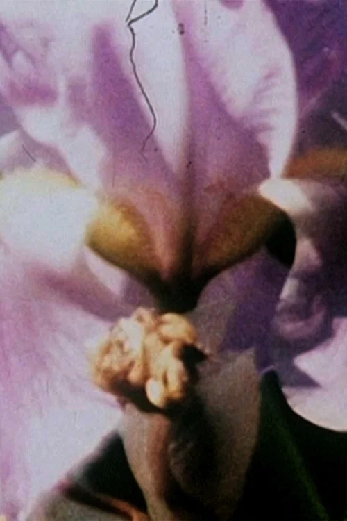 Fleurs sans titre постер