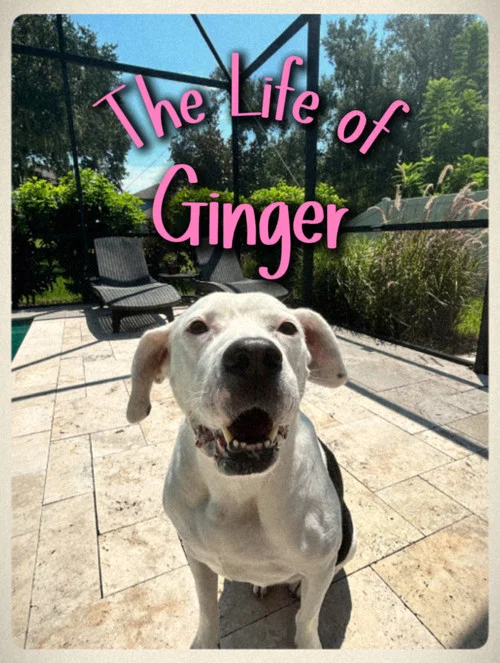 The Life of Ginger постер