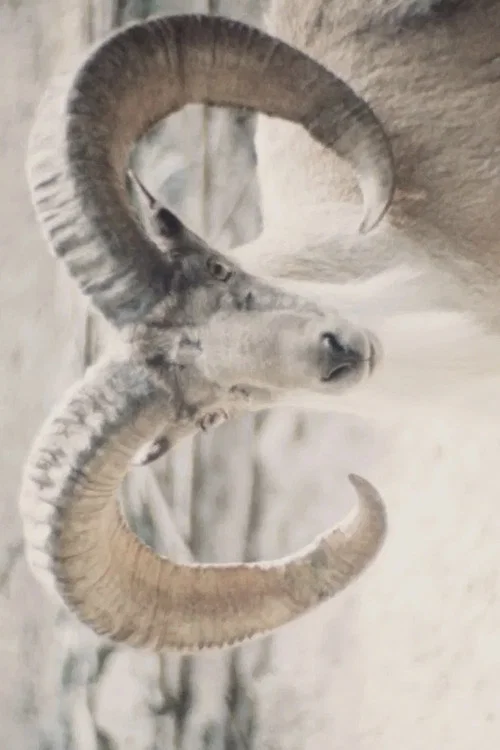 Paradies der Tiere постер