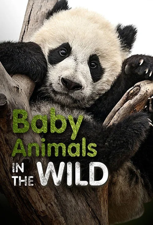 Baby Animals In The Wild постер