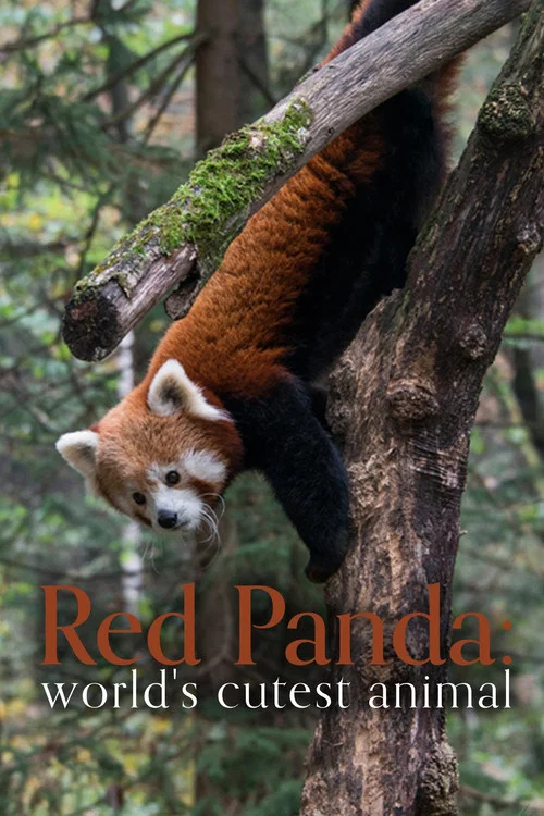 Red Panda: World's Cutest Animal постер