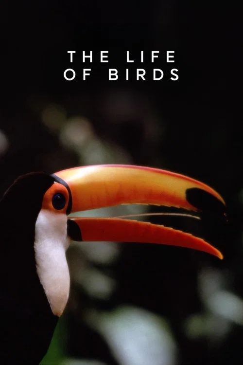The Life of Birds постер