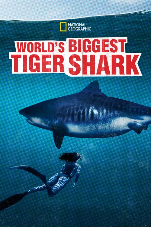 World's Biggest Tiger Shark постер