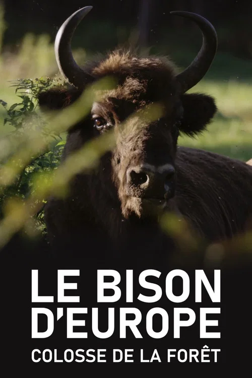 Le Bison d'Europe, colosse de la forêt постер