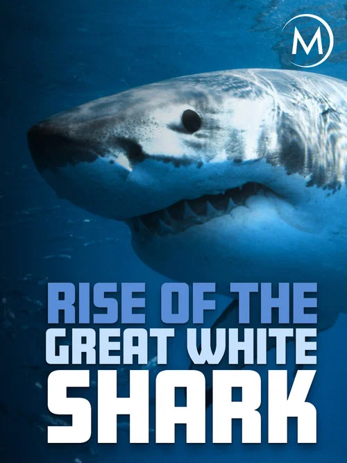 Rise Of The Great White Shark постер