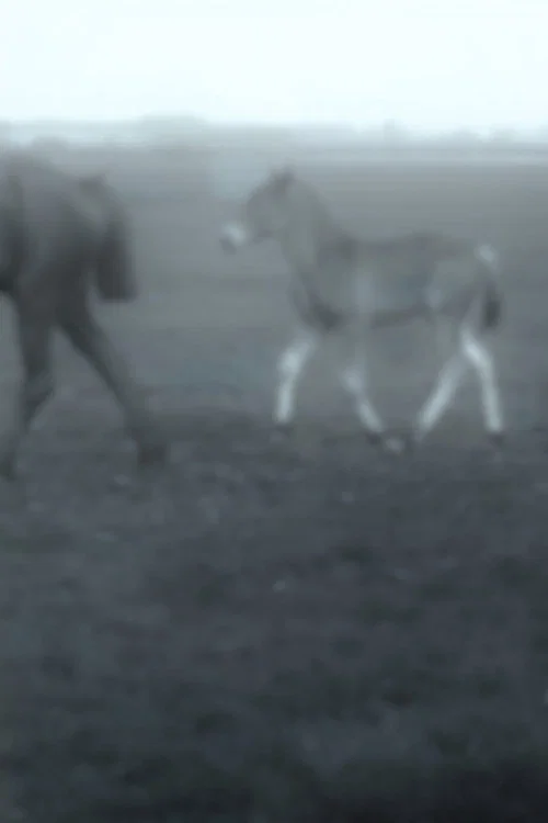Cavalos постер