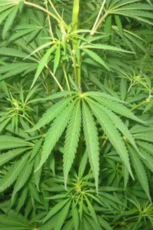 Le cannabis - Une plante entre le bien et le mal постер