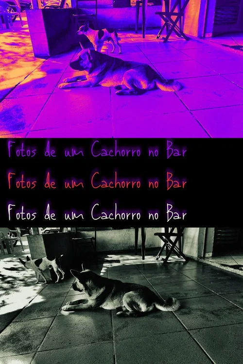 Fotos de um Cachorro no Bar постер