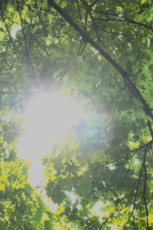 Dreams of Sunlight Through Trees постер