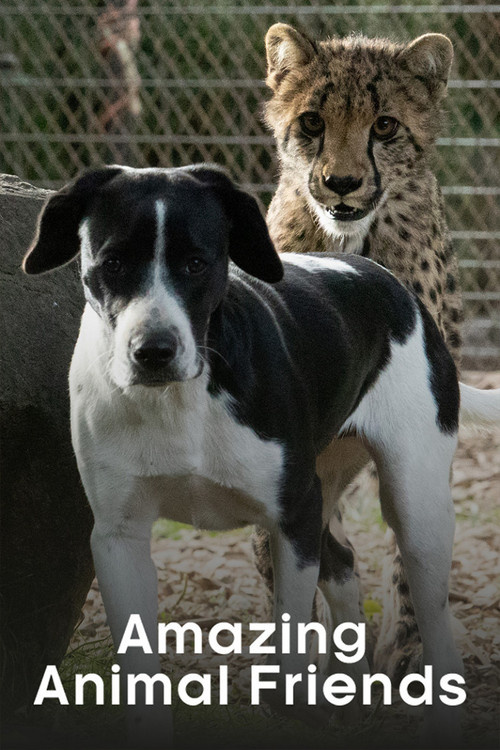 Amazing Animal Friends постер