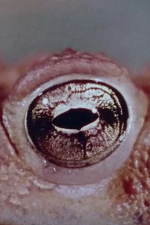 Warty, the Toad постер