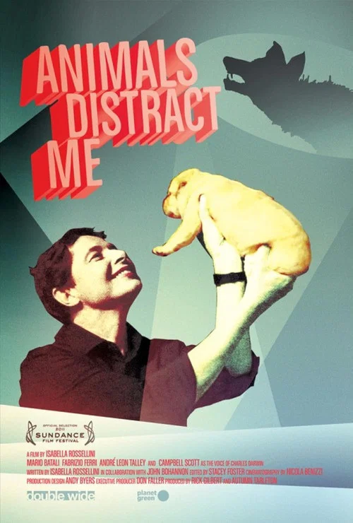 Animals Distract Me постер