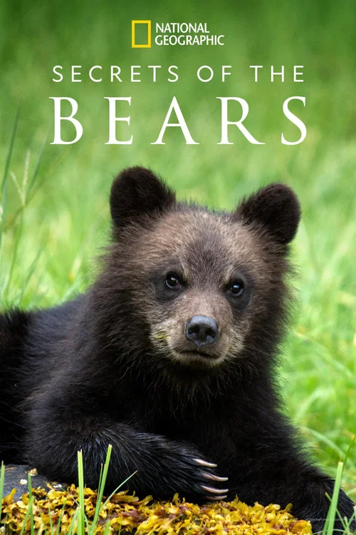 Secrets of the Bears постер