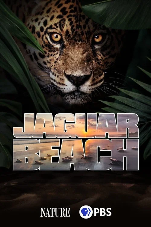 Jaguar Beach‎ постер