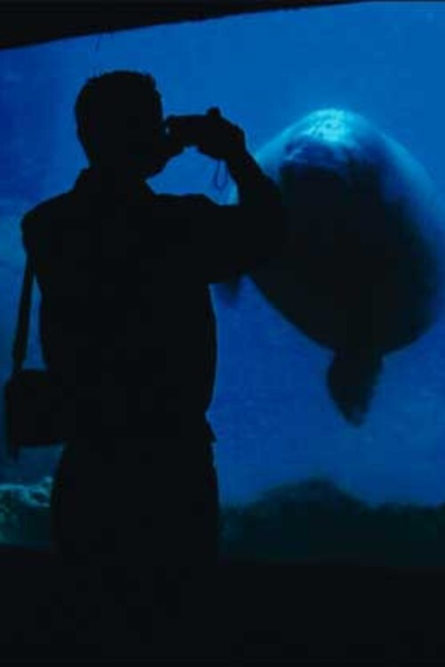 The Aquarium постер