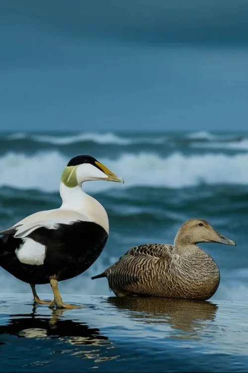 The Cry of the Eider постер