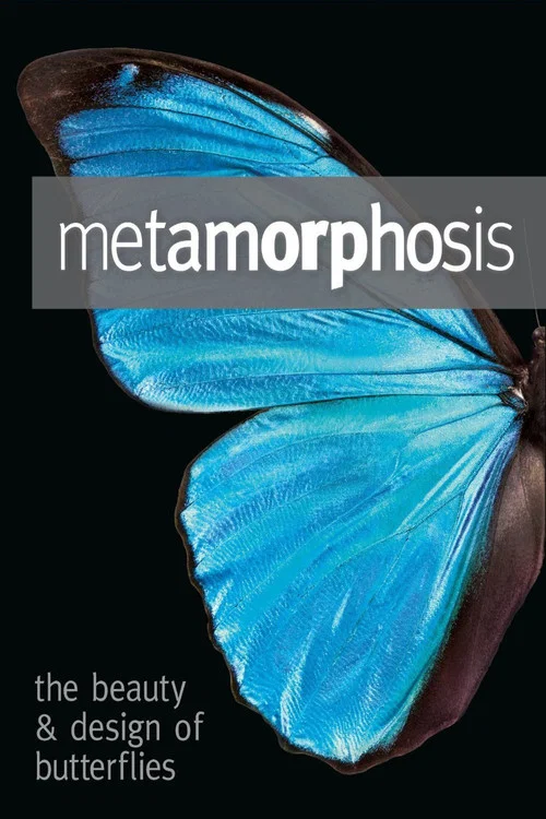 Metamorphosis: The Design and Beauty of Butterflies постер