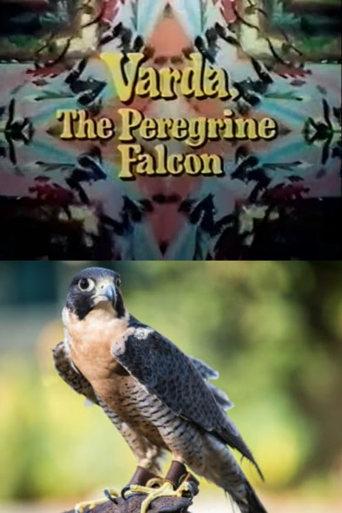 Varda, the Peregrine Falcon постер