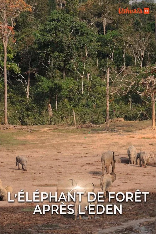L' éléphant de forêt après l'éden постер