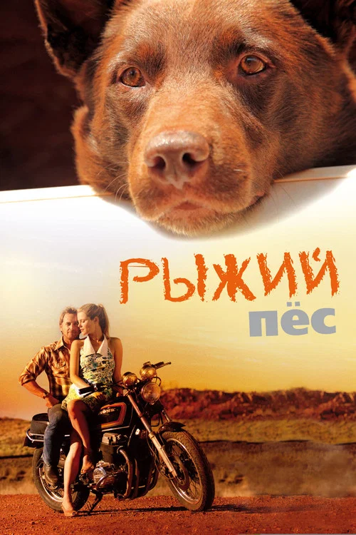 Рыжий пёс постер