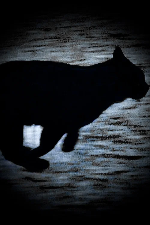 Um Gato Negro Escapa-se постер