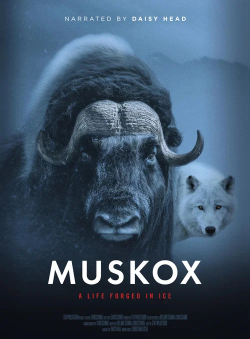 Muskox постер